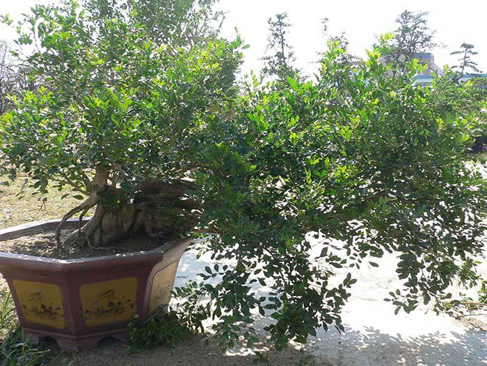 大朗碧水天源荔香軒9號(hào)-如何判斷園林綠化工程的養(yǎng)護(hù)期是否達(dá)標(biāo)